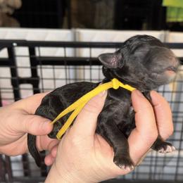 Yellow collar - Black female Goldendoodle puppy in Prosperity, Pennsylvania from Stelladoodles & Company