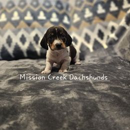 Girl 2 - Piebald female Dachshund puppy in Winchester, Idaho from Mission Creek Dachshunds