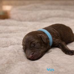 Max Mayfield - Brown female Bernedoodle puppy in Bennett, Colorado from Darling Paws Bernedoodles, LLC