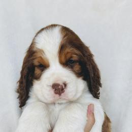 Valentine - Orange and white male English Springer Spaniel puppy in Casa Grande, Arizona from The Spaniel Garden