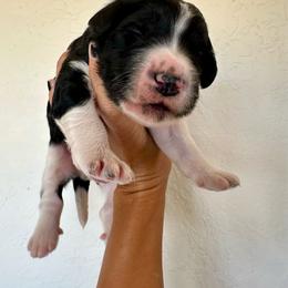 Girl 3 - Black and white female Bernedoodle puppy in Marlow, Oklahoma from Crider’s Critters