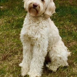 Australian Labradoodle All Grown Up from Cottonwood Labradoodles