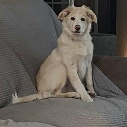 Lucy - Gold female Border Collie puppy in Watsontown, Pennsylvania from Kate Gresham