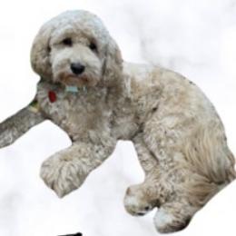Jemz - Goldendoodle