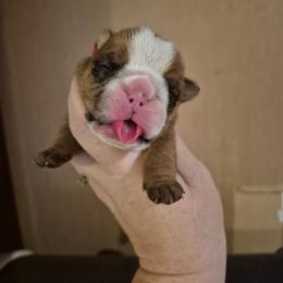 Red - Red male Bulldog puppy in Walhalla, South Carolina from Lowery's English Bulldogs