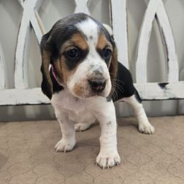 Pink - Black red and white female Beagle puppy in Henefer, Utah from Lazy G Kennels