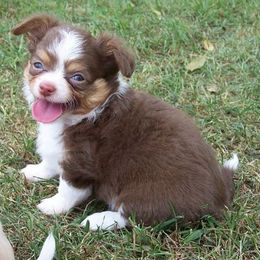 Australian Shepherd and Chihuahua Puppies from RockyTop Hearts