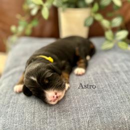 Astro - Tri-color male Bernedoodle puppy in Waco, Texas from Blessings Pups Doodles