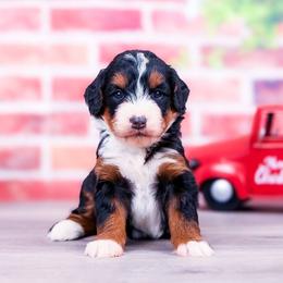 Ocean - Tri-color female Bernedoodle puppy in Arthur, Illinois from Central Illinois Bernedoodles