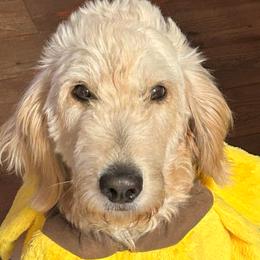 Cora - Goldendoodle