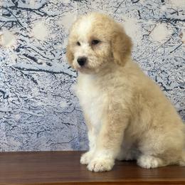 Tanner - Yellow and white male Bernedoodle puppy in Owenton, Kentucky from Elagant Acres