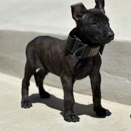 Pinky - Black brindle female Dutch Shepherd puppy in Copperopolis, California from The Canine Ranch