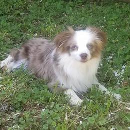 Miniature Australian Shepherds and Toy Australian Shepherds from Just a Spot of Colors Little Aussies