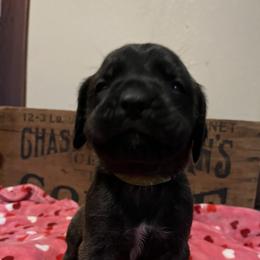 Mastiff Puppies from English Mastiff