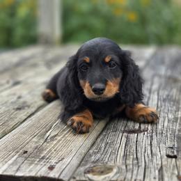 Griffin is 3300dollars - Black and tan male Dachshund puppy in Crystal, Michigan from Mare-bella Dachshunds