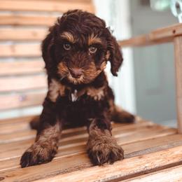 Koala - Phantom male Bernedoodle puppy in Jackson, Missouri from Pincksten Family Doodles