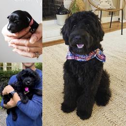 Bernedoodle and Whoodle Puppies from Fleury Farm Doodles NC