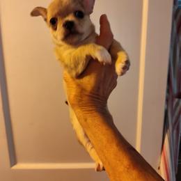 Little Lady - Merle female Chihuahua puppy in Bishopville, South Carolina from Dee Hayes