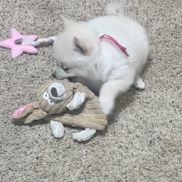 Girl hot pink - Cream female Schipperke puppy in Wagoner, Oklahoma from Melissa Davis