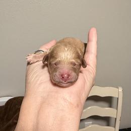 Tan - Apricot female Cavapoo puppy in Nampa,, Idaho from Clig Doodle Days