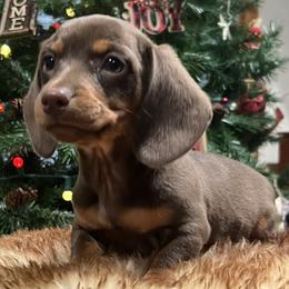 Boy 2 - male Dachshund puppy in Litchfield, Michigan from High Country Kennels