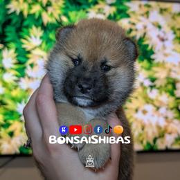 KISHO - Red male Shiba Inu puppy in Minnesota from BonsaiShibas