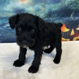 Black Male 2 - Black male Miniature Schnauzer puppy in Clover, South Carolina from Bobo’s Babies Kennels