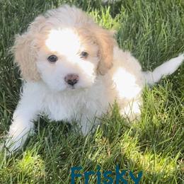 Poodle Puppies from Caboodles Of Poodles