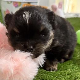 Rachel - Black and tan parti female Pomeranian puppy in Colton, Oregon from Shelli’s Pampered Poms