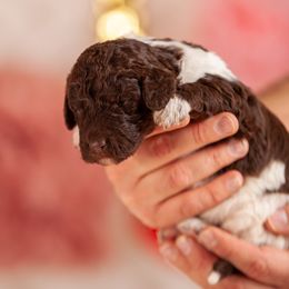 Poodle Puppies from Setting the Standard Poodles