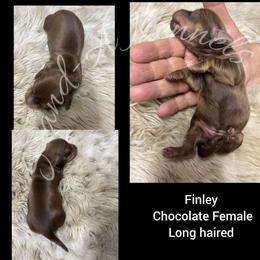 Finley - Chocolate and tan female Dachshund puppy in Quitman, Mississippi from S-and-A Kennels