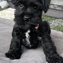Feyre - Black female Miniature Schnauzer puppy in San Bernardino, California from Rose Lane Schnauzers