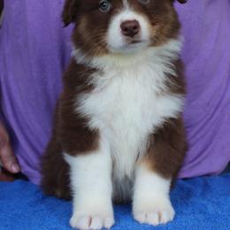 Chad - Red tri-color male Australian Shepherd puppy in Hammond, Louisiana from Gold Ring Australian Shepherds