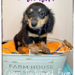 Zariah - Black and cream female Dachshund puppy in Cincinnati, Ohio from Caines Dachshund Farm