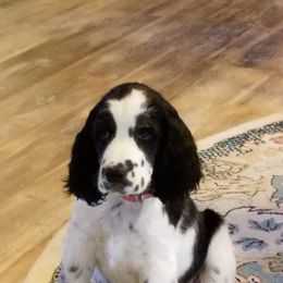 English Springer Spaniel Puppies from vom King-Charles