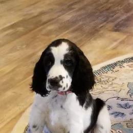 English Springer Spaniel Puppies from vom King-Charles