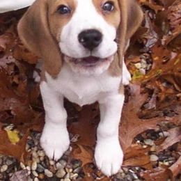 Beagle Puppies from Nor'easter