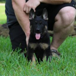 German Shepherd Puppies from Aus der Asche