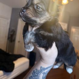 Buttercup - Black tri female Miniature Australian Shepherd puppy in Buchanan, Georgia from Stanleyville Farm Mini Aussies