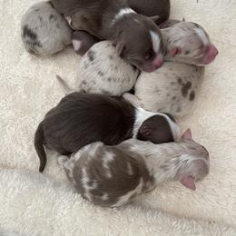 Australian Shepherd, Miniature American Shepherd, Miniature Australian Shepherd, and Toy Australian Shepherd Puppies from Painted Blue Aussies