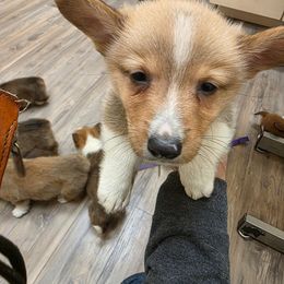 Girl 1 - Fawn female Pembroke Welsh Corgi puppy in Middleburg, Florida from Mulkeys Little Corgis