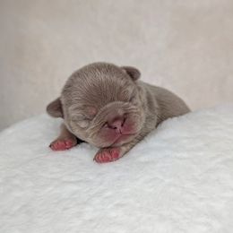 French Bulldog Puppies from Frost's French Bulldogs