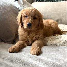 Rarity - Dark golden male Golden Retriever puppy in Mountain Home, Idaho from Poppy's Garden Golden Retrievers