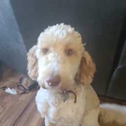 Labradoodles from Kassandra Vought