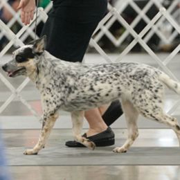 Bret - Australian Cattle Dog