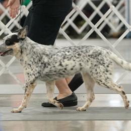 Bret - Australian Cattle Dog