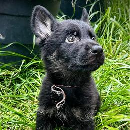 A-Roger - Black and tan male German Shepherd puppy in San Antonio, Texas from CISCOK9