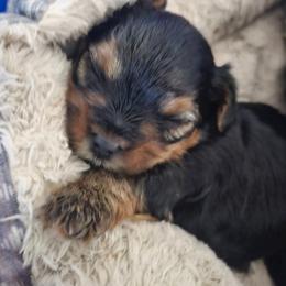 Tanana - Black and tan female Yorkshire Terrier puppy in West Plains, Missouri from Brinkley Yorkies
