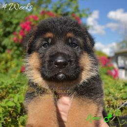 Lime - Black and red male German Shepherd puppy in Orlando, Florida from AceHaven Canines