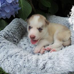 Pomsky and Siberian Husky Puppies from Hemlock Pines Pomsky